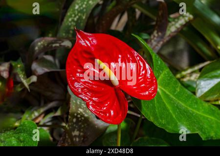 Fleur de flamant rouge vif, Anthurium andraeanum Linden ex André, en KIT jardin botanique Karlsruhe Banque D'Images