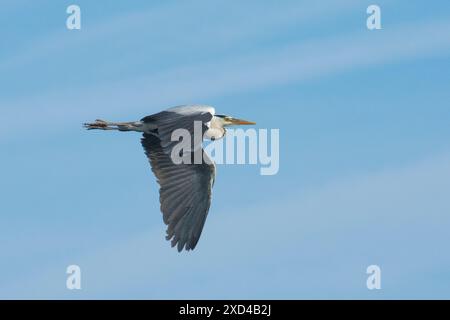 Ardea cinerea, héron gris volant, héron en vol, Norfolk Broads, mai Banque D'Images