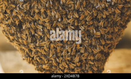Une ruche d'abeilles sauvages se sont attachées à la grange. Banque D'Images