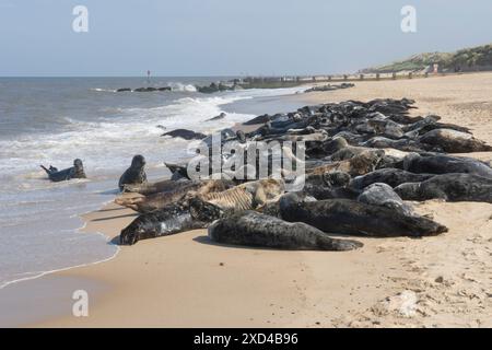 Phoques gris, Halichoerus grypus, beaucoup emballés sur la plage pour muer, Norfolk. Horsey Gap, Royaume-Uni, mai Banque D'Images