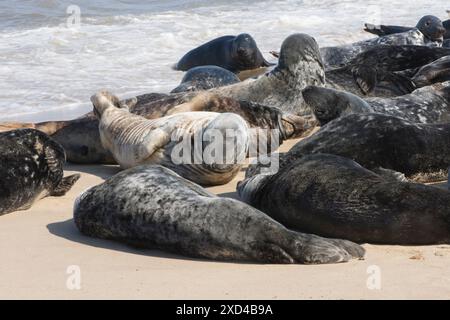 Phoques gris, Halichoerus grypus, beaucoup emballés sur la plage pour muer, Norfolk. Horsey Gap, Royaume-Uni, mai Banque D'Images