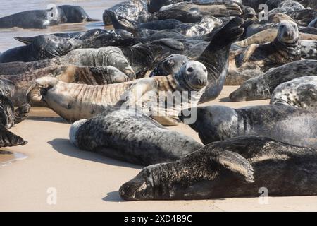 Phoques gris, Halichoerus grypus, beaucoup emballés sur la plage pour muer, Norfolk. Horsey Gap, Royaume-Uni, mai Banque D'Images