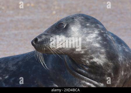 Phoque gris, Halichoerus grypus, portrait de profil de la tête de femelle, Norfolk. Horsey Gap, Royaume-Uni, mai Banque D'Images