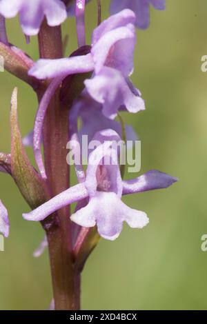 Orchidée parfumée, Gymnadenia conopsea, gros plan de fleurs individuelles sur la tête de fleur, Banque D'Images