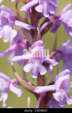 Orchidée parfumée, Gymnadenia conopsea, gros plan de fleurs individuelles sur la tête de fleur, Banque D'Images