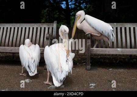 Pelicans à St James's Park, Londres. Date de la photo : jeudi 20 juin 2024. Banque D'Images