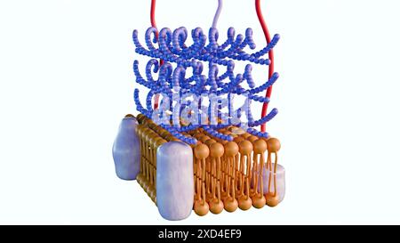 Le rendu 3d des bactéries Gram positif ont une couche épaisse de peptidoglycane et aucune membrane lipidique externe Banque D'Images