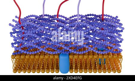 Le rendu 3d des bactéries Gram positif ont une couche épaisse de peptidoglycane et aucune membrane lipidique externe Banque D'Images