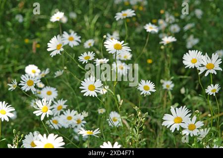 Marguerite de bœuf blanc, Leucanthemum vulgare, en fleur. Banque D'Images