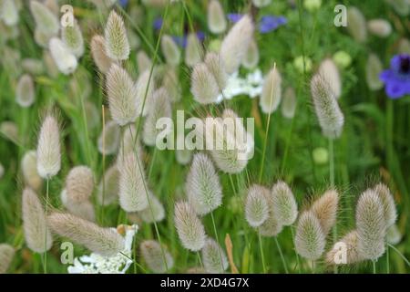 Lagurus ovatus, queue de lapin ou herbe à queue de lièvre Banque D'Images