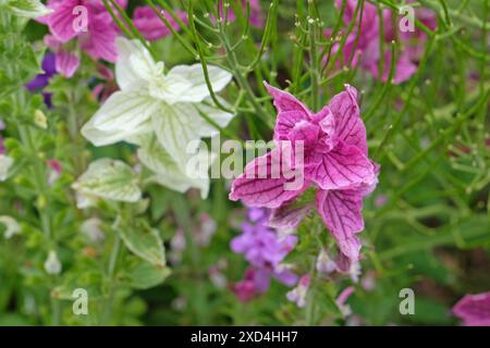 Salvia viridis rose ou sauge peinte, en fleur. Banque D'Images