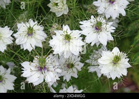 Nigella damascena blanche, amour dans la brume, « Miss Jekyll White » en fleur. Banque D'Images