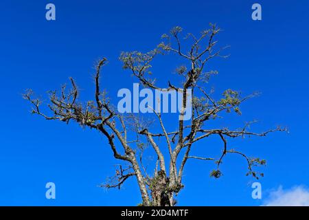 Arbre avec branches sèches et ciel bleu à Teresopolis, Rio de Janeiro, Brésil Banque D'Images