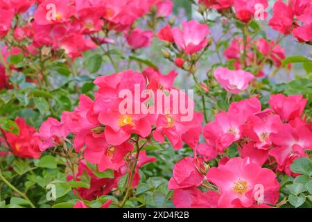 Rose arbuste buissonneux rose, rosa 'Jactoose Wild Thing' en fleur. Banque D'Images