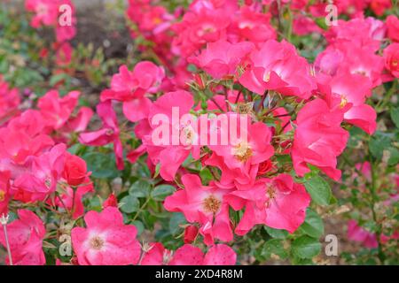Rose arbuste buissonneux rose, rosa 'Jactoose Wild Thing' en fleur. Banque D'Images