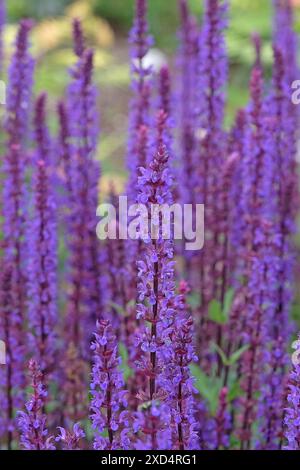 Purple Salvia nemorosa «Caradonna», également connu sous le nom Balkan clary en fleur. Banque D'Images