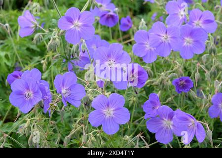 Bec de crane en géranium robuste violet «Orion» en fleur. Banque D'Images