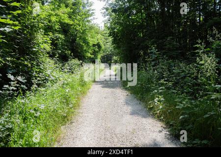 un chemin de gravier à travers une forêt luxuriante et verdoyante par une journée ensoleillée, entouré d'un feuillage dense et d'herbes hautes, créant une atmosphère sereine et aventureuse Banque D'Images