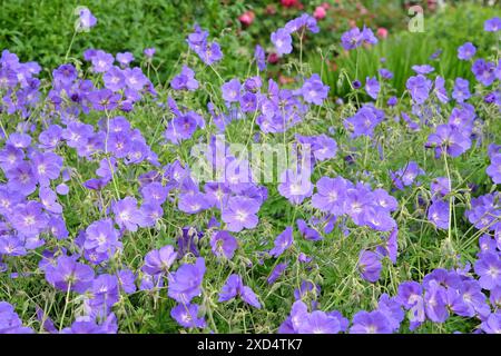 Bec de crane en géranium robuste violet «Orion» en fleur. Banque D'Images