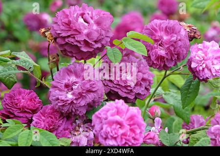 Rose de brousse Floribunda pourpre, rosa 'Cardinal de Richelieu' en fleur. Banque D'Images