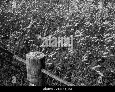 Champ d'herbe de queue de lièvre avec corde clôture.corde poteau en bois noir et blanc Banque D'Images