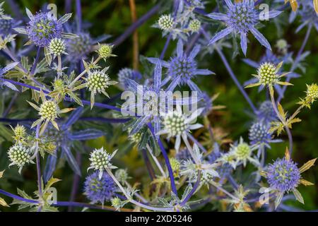 Eryngium Planum ou Blue Sea Holly - Flower Growing on Meadow. Plantes herbères sauvages. Banque D'Images