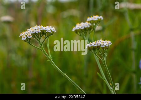 Jaune commun Achillea millefolium fleurs blanches se ferment, fond floral feuilles vertes. Herbes naturelles biologiques médicinales, concept de plantes. Yarro sauvage Banque D'Images