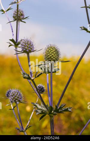 Eryngium Planum ou Blue Sea Holly - Flower Growing on Meadow. Plantes herbères sauvages. Banque D'Images