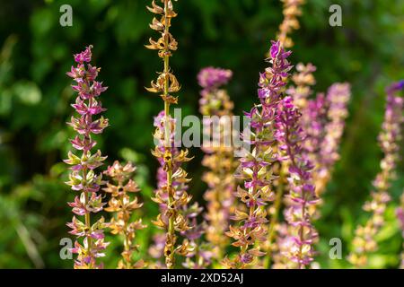 Fleurs bleu violet foncé, Salvia nemorosa Ostfriesland. Fleur violette haute. Salvia, Nepeta. Balkan Clary - Salvia sylvestris. Banque D'Images