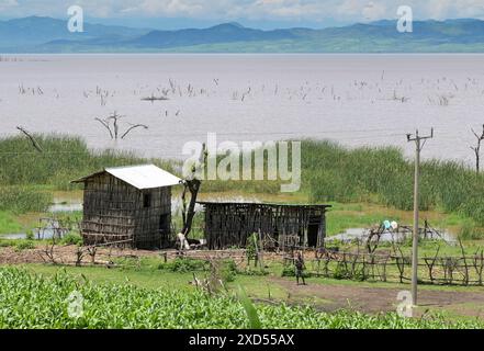 ETHIOPIE, région sud Ethiopie, inondations au lac Chamo, ferme avec champ de maïs / ÄTHIOPIEN, Region der südlichen Nationen, Nationalitäten und Völker, Arba Minch, Überschwemmung am Chamo See Banque D'Images