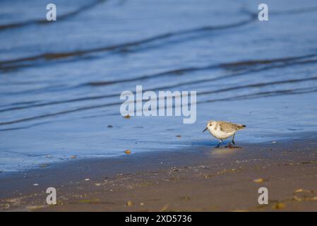 Sanderling (Chroicocephalus ridibundus) sur la plage de Barra del Trabucador, dans le delta de l'Èbre (Tarragone, Catalogne, Espagne) Banque D'Images