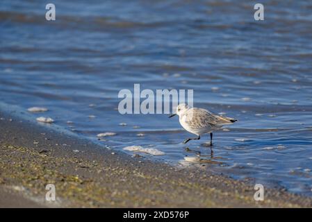 Sanderling (Chroicocephalus ridibundus) sur la plage de Barra del Trabucador, dans le delta de l'Èbre (Tarragone, Catalogne, Espagne) Banque D'Images