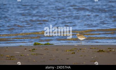 Pluvialis squatarola sur la plage de Barra del Trabucador dans le delta de l'Èbre (Montsià, Tarragone, Catalogne, Espagne) Banque D'Images