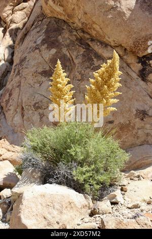 Plante Mojave Yucca en fleurs, parc national Joshua Tree Banque D'Images