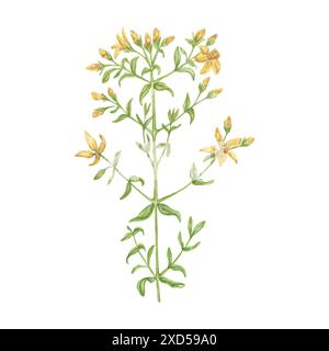 Illustration botanique de la fleur de moût de John, peinte à la main à l'aquarelle. Herbes médicinales pour la conception du thé, cosmétiques, aromathérapie, médecine Banque D'Images