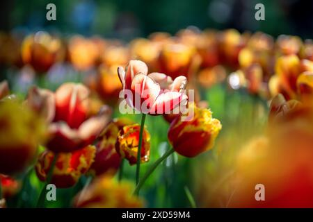 Soft Focus sur la fleur de tulipe parmi d'autres plantes florales orange rouge vif poussant dans le parterre de fleurs. Banque D'Images