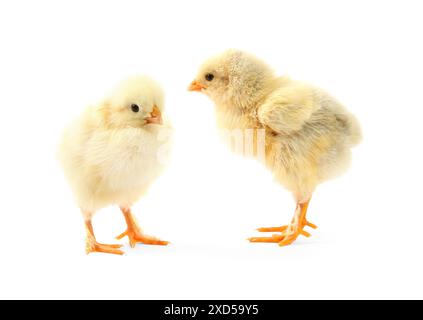 Deux poussins mignons isolés sur blanc. Bébés animaux Banque D'Images