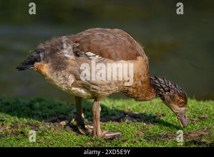 Juvénile d'oie égyptienne debout sur l'herbe près d'un étang. Oie égyptienne (Alopochen aegyptiaca), Kent, Royaume-Uni. Banque D'Images