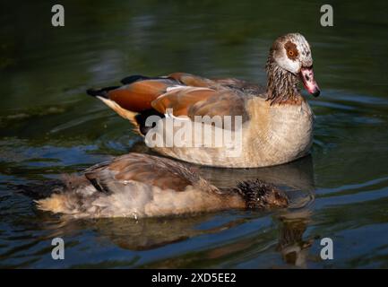 Oie égyptienne adulte nageant dans un étang avec des juvéniles au premier plan. Oie égyptienne (Alopochen aegyptiaca), Kent, Royaume-Uni. Banque D'Images