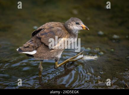 Moorhen juvénile marchant dans un étang. Moorhen commun (Gallinula chloropus) dans le Kent, Royaume-Uni. Également connu sous le nom de poulet des marais, poule des marais ou poule d'eau. Banque D'Images