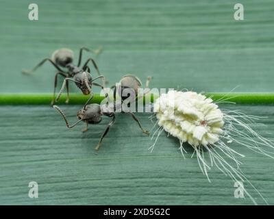 Fourmis noires de jardin et insecte farineux sur la feuille Banque D'Images