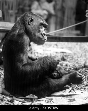 Amour d'une mère et bébé Western Lowland Gorilla - il y a un reflet de verre. Banque D'Images