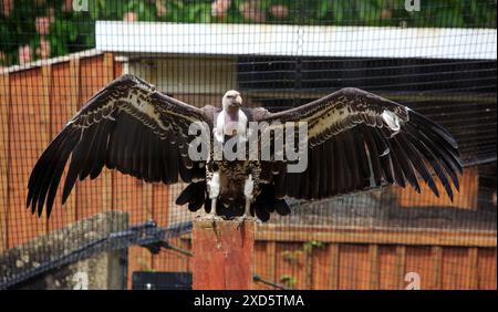 Ruppels Griffon Vulture avec les deux ailes complètement déployées. L'envergure est d'environ 8 pieds Banque D'Images