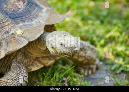 Une grosse tortue brune marche sur le sol Banque D'Images