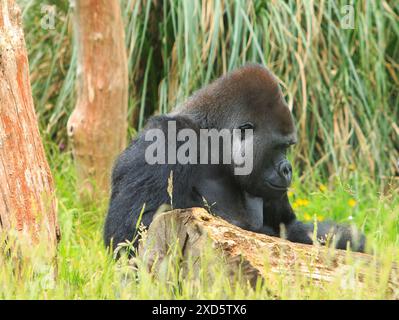 Mâle Silverback Western Lowland Gorilla assis au milieu de l'herbe verte luxuriante Banque D'Images