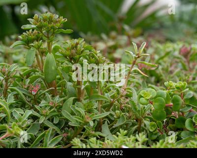 Gros plan de Sedum planté sur un toit de hangar. Banque D'Images