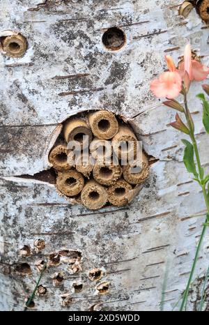 Maison à insectes fabriquée à partir de cannes de bambou insérées dans un trou percé dans une vieille souche de bouleau argenté. Banque D'Images