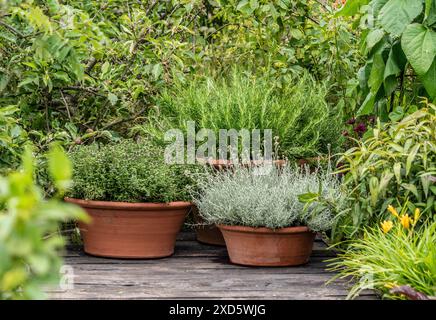 Herbes poussant dans des pots de terre cuite dans un jardin britannique. Banque D'Images