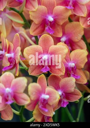 Fleurs roses et oranges de Phalaenopsis Bolgheri. Banque D'Images