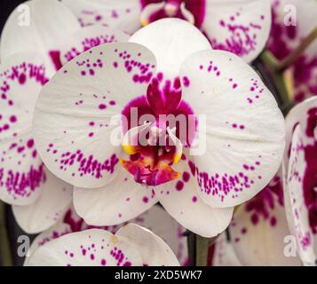 Fleurs blanches avec des taches roses de Phalaenopsis Picasso, une variété d'orchidées Banque D'Images